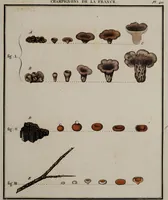 Picture 85 of 177 from [Herbier de la France, ou collection complette des plantes indigènes de ce royaume] / [Pierre Bulliard]. (1780), leaf 165