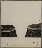 Picture 87 of 177 from [Herbier de la France, ou collection complette des plantes indigènes de ce royaume] / [Pierre Bulliard]. (1780), leaf 171