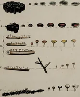 Picture 88 of 177 from [Herbier de la France, ou collection complette des plantes indigènes de ce royaume] / [Pierre Bulliard]. (1780), leaf 173