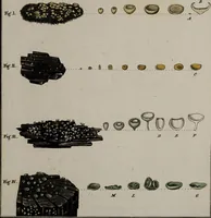 Picture 89 of 177 from [Herbier de la France, ou collection complette des plantes indigènes de ce royaume] / [Pierre Bulliard]. (1780), leaf 175