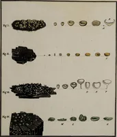 Picture 90 of 177 from [Herbier de la France, ou collection complette des plantes indigènes de ce royaume] / [Pierre Bulliard]. (1780), leaf 175