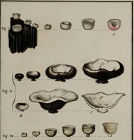 Picture 91 of 177 from [Herbier de la France, ou collection complette des plantes indigènes de ce royaume] / [Pierre Bulliard]. (1780), leaf 177