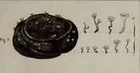 An illustration from [Herbier de la France, ou collection complette des plantes indigènes de ce royaume] / [Pierre Bulliard]. (1780)