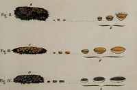 Picture 93 of 177 from [Herbier de la France, ou collection complette des plantes indigènes de ce royaume] / [Pierre Bulliard]. (1780), leaf 179