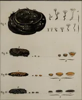 An illustration from [Herbier de la France, ou collection complette des plantes indigènes de ce royaume] / [Pierre Bulliard]. (1780)