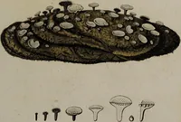 Picture 95 of 177 from [Herbier de la France, ou collection complette des plantes indigènes de ce royaume] / [Pierre Bulliard]. (1780), leaf 181