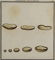 Picture 96 of 177 from [Herbier de la France, ou collection complette des plantes indigènes de ce royaume] / [Pierre Bulliard]. (1780), leaf 183