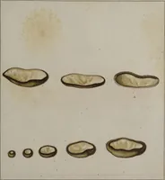 An illustration from [Herbier de la France, ou collection complette des plantes indigènes de ce royaume] / [Pierre Bulliard]. (1780)