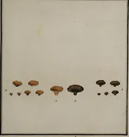 Picture 98 of 177 from [Herbier de la France, ou collection complette des plantes indigènes de ce royaume] / [Pierre Bulliard]. (1780), leaf 185