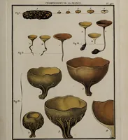 Picture 99 of 177 from [Herbier de la France, ou collection complette des plantes indigènes de ce royaume] / [Pierre Bulliard]. (1780), leaf 187