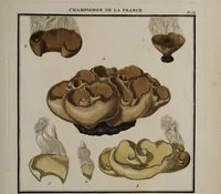 Picture 100 of 177 from [Herbier de la France, ou collection complette des plantes indigènes de ce royaume] / [Pierre Bulliard]. (1780), leaf 189
