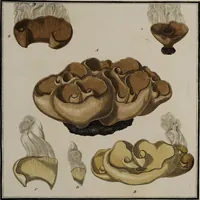 Picture 101 of 177 from [Herbier de la France, ou collection complette des plantes indigènes de ce royaume] / [Pierre Bulliard]. (1780), leaf 189