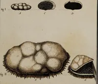 An illustration from [Herbier de la France, ou collection complette des plantes indigènes de ce royaume] / [Pierre Bulliard]. (1780)