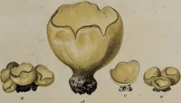 Picture 104 of 177 from [Herbier de la France, ou collection complette des plantes indigènes de ce royaume] / [Pierre Bulliard]. (1780), leaf 193