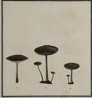 Picture 106 of 177 from [Herbier de la France, ou collection complette des plantes indigènes de ce royaume] / [Pierre Bulliard]. (1780), leaf 197