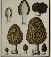 Picture 107 of 177 from [Herbier de la France, ou collection complette des plantes indigènes de ce royaume] / [Pierre Bulliard]. (1780), leaf 199