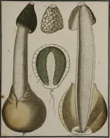Picture 108 of 177 from [Herbier de la France, ou collection complette des plantes indigènes de ce royaume] / [Pierre Bulliard]. (1780), leaf 201