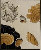 Picture 110 of 177 from [Herbier de la France, ou collection complette des plantes indigènes de ce royaume] / [Pierre Bulliard]. (1780), leaf 205