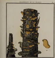 Picture 112 of 177 from [Herbier de la France, ou collection complette des plantes indigènes de ce royaume] / [Pierre Bulliard]. (1780), leaf 209
