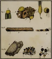 An illustration from [Herbier de la France, ou collection complette des plantes indigènes de ce royaume] / [Pierre Bulliard]. (1780)