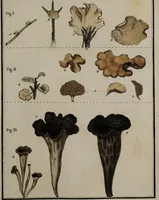 Picture 113 of 177 from [Herbier de la France, ou collection complette des plantes indigènes de ce royaume] / [Pierre Bulliard]. (1780), leaf 217