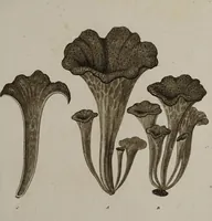 Picture 114 of 177 from [Herbier de la France, ou collection complette des plantes indigènes de ce royaume] / [Pierre Bulliard]. (1780), leaf 219