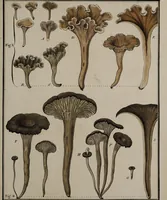 Picture 115 of 177 from [Herbier de la France, ou collection complette des plantes indigènes de ce royaume] / [Pierre Bulliard]. (1780), leaf 221