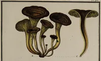Picture 116 of 177 from [Herbier de la France, ou collection complette des plantes indigènes de ce royaume] / [Pierre Bulliard]. (1780), leaf 223