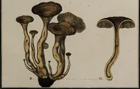 Picture 117 of 177 from [Herbier de la France, ou collection complette des plantes indigènes de ce royaume] / [Pierre Bulliard]. (1780), leaf 223