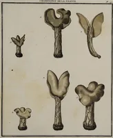 Picture 120 of 177 from [Herbier de la France, ou collection complette des plantes indigènes de ce royaume] / [Pierre Bulliard]. (1780), leaf 229