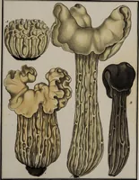 Picture 121 of 177 from [Herbier de la France, ou collection complette des plantes indigènes de ce royaume] / [Pierre Bulliard]. (1780), leaf 231
