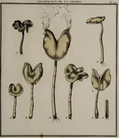 Picture 122 of 177 from [Herbier de la France, ou collection complette des plantes indigènes de ce royaume] / [Pierre Bulliard]. (1780), leaf 233