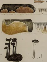 Picture 123 of 177 from [Herbier de la France, ou collection complette des plantes indigènes de ce royaume] / [Pierre Bulliard]. (1780), leaf 235