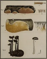 Picture 124 of 177 from [Herbier de la France, ou collection complette des plantes indigènes de ce royaume] / [Pierre Bulliard]. (1780), leaf 235