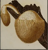 Picture 125 of 177 from [Herbier de la France, ou collection complette des plantes indigènes de ce royaume] / [Pierre Bulliard]. (1780), leaf 237