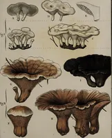 Picture 126 of 177 from [Herbier de la France, ou collection complette des plantes indigènes de ce royaume] / [Pierre Bulliard]. (1780), leaf 241