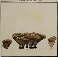 Picture 127 of 177 from [Herbier de la France, ou collection complette des plantes indigènes de ce royaume] / [Pierre Bulliard]. (1780), leaf 243
