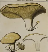 Picture 129 of 177 from [Herbier de la France, ou collection complette des plantes indigènes de ce royaume] / [Pierre Bulliard]. (1780), leaf 249
