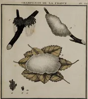 Picture 9 of 177 from [Herbier de la France, ou collection complette des plantes indigènes de ce royaume] / [Pierre Bulliard]. (1780), leaf 25