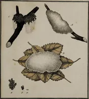 Picture 10 of 177 from [Herbier de la France, ou collection complette des plantes indigènes de ce royaume] / [Pierre Bulliard]. (1780), leaf 25