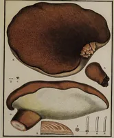 An illustration from [Herbier de la France, ou collection complette des plantes indigènes de ce royaume] / [Pierre Bulliard]. (1780)
