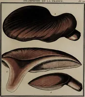 Picture 131 of 177 from [Herbier de la France, ou collection complette des plantes indigènes de ce royaume] / [Pierre Bulliard]. (1780), leaf 255