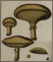 Picture 132 of 177 from [Herbier de la France, ou collection complette des plantes indigènes de ce royaume] / [Pierre Bulliard]. (1780), leaf 257