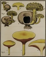 Picture 133 of 177 from [Herbier de la France, ou collection complette des plantes indigènes de ce royaume] / [Pierre Bulliard]. (1780), leaf 259