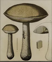 Picture 134 of 177 from [Herbier de la France, ou collection complette des plantes indigènes de ce royaume] / [Pierre Bulliard]. (1780), leaf 261