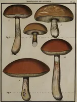 Picture 135 of 177 from [Herbier de la France, ou collection complette des plantes indigènes de ce royaume] / [Pierre Bulliard]. (1780), leaf 263