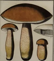 Picture 136 of 177 from [Herbier de la France, ou collection complette des plantes indigènes de ce royaume] / [Pierre Bulliard]. (1780), leaf 265