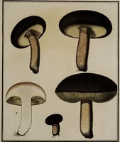 Picture 137 of 177 from [Herbier de la France, ou collection complette des plantes indigènes de ce royaume] / [Pierre Bulliard]. (1780), leaf 267
