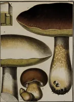 Picture 138 of 177 from [Herbier de la France, ou collection complette des plantes indigènes de ce royaume] / [Pierre Bulliard]. (1780), leaf 269