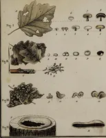 Picture 11 of 177 from [Herbier de la France, ou collection complette des plantes indigènes de ce royaume] / [Pierre Bulliard]. (1780), leaf 27